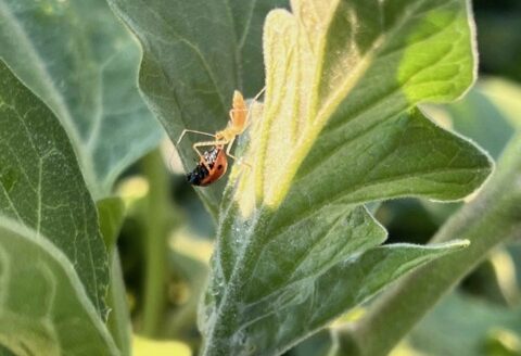 Beneficial Insects in the Desert Garden 